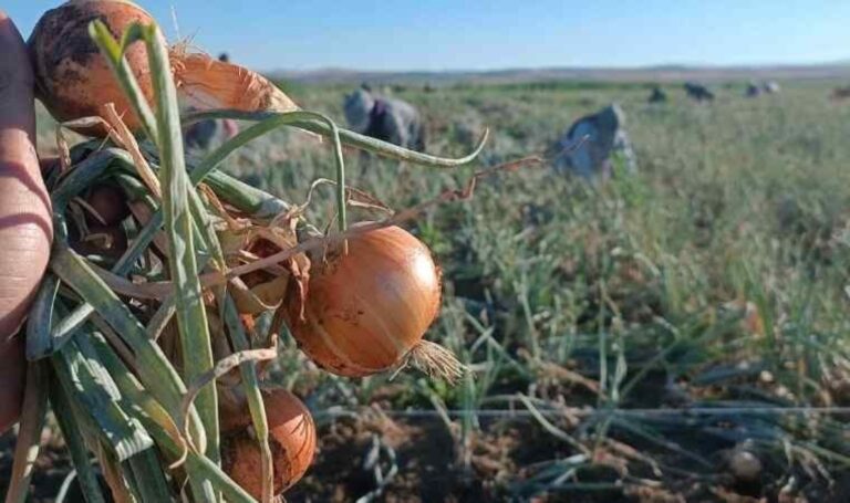 orhan-saribal-soganda-uretici-ile-market-arasindaki-fiyat-farki-yuzde-220yi-buldu-sRaQtDWA.jpg